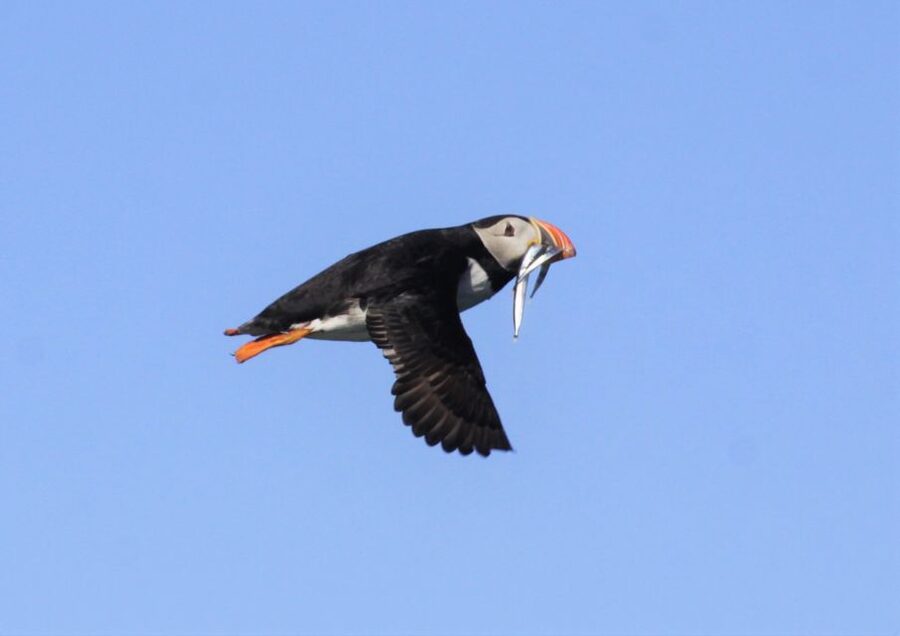 Reykjavik: Puffin Watching Tour - Who should book this RIB trip?