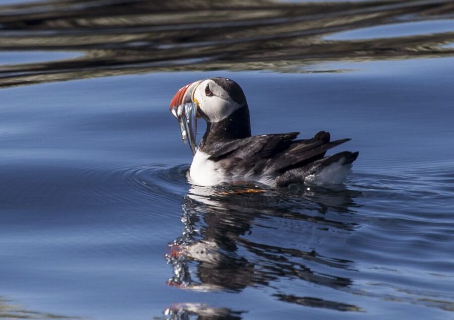 Reykjavik: Puffin Watching Tour by RIB Speedboat - A fast start from Reykjavik’s Old Harbor