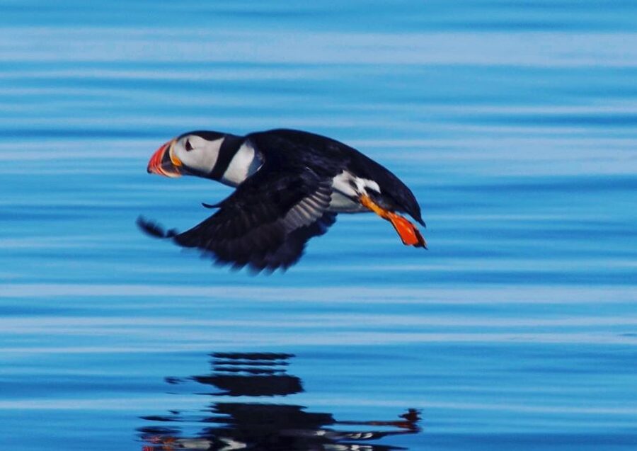 Reykjavik: Puffin Watching Tour by RIB Speedboat - Lundey and Akurey, Iceland’s nearby puffin islands