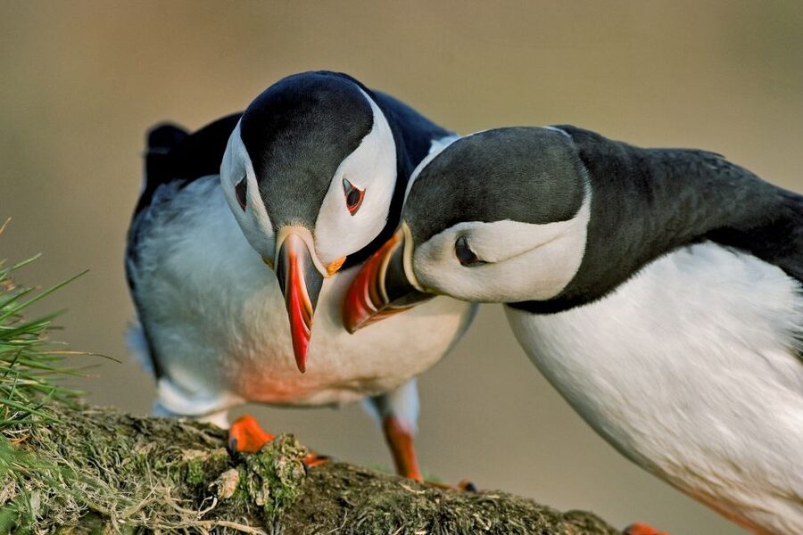 Reykjavik: Puffin Watching Tour by RIB Speedboat - What the one-hour itinerary really gives you
