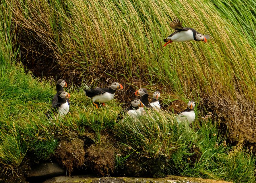 Reykjavík: RIB Speed-Boat Puffin Watching Tour - Key points to know before booking