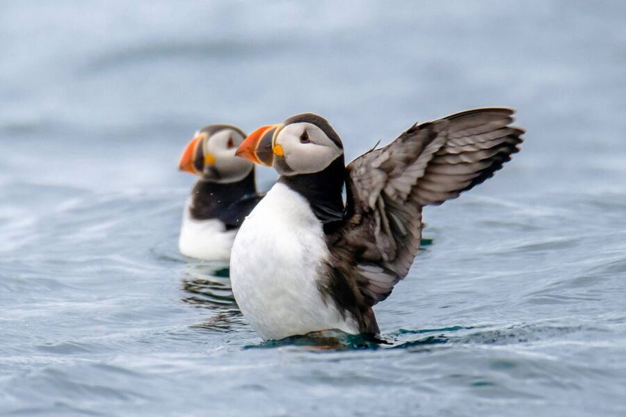 Reykjavík: RIB Speed-Boat Puffin Watching Tour - Harpa Concert Hall from the water