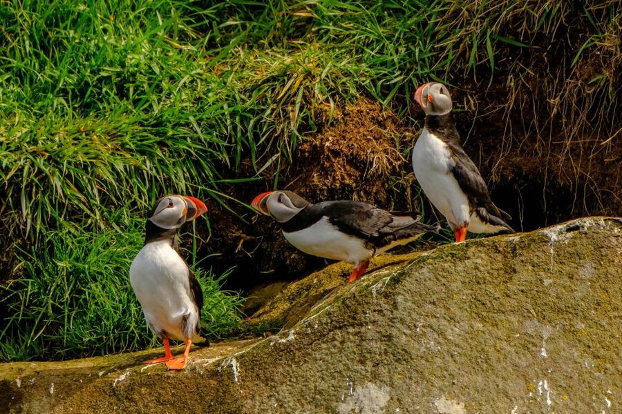 Reykjavík: RIB Speed-Boat Puffin Watching Tour - How much value do you get for $81?
