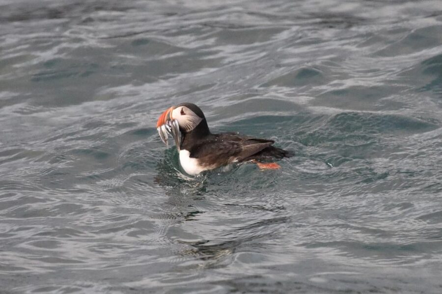 Reykjavík: RIB Speed-Boat Puffin Watching Tour - The first burst across Reykjavík Bay