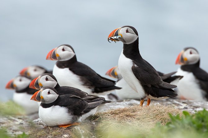 Reykjavik Shore Excursion: Puffin Sightseeing Cruise - Key points to know before you sail