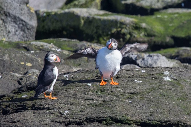 Reykjavik Shore Excursion: Puffin Sightseeing Cruise - A short cruise with a very specific reward