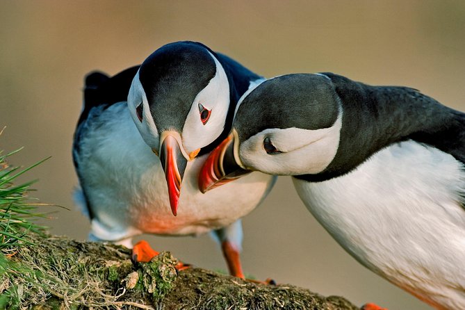 Reykjavik Shore Excursion: Puffin Sightseeing Cruise - The 15-minute ride to Akurey
