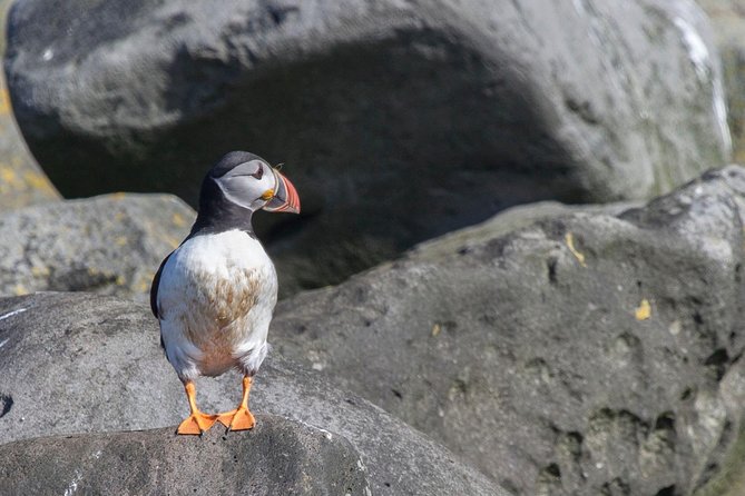 Reykjavik Shore Excursion: Puffin Sightseeing Cruise - Circling the island for puffins