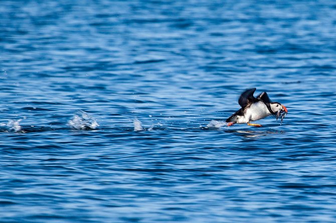 Reykjavik Shore Excursion: Puffin Sightseeing Cruise - The quiet moment with the engine off