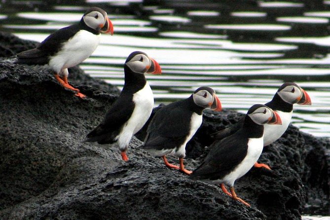 Reykjavik Shore Excursion: Puffin Sightseeing Cruise - Guides who make the birding worthwhile