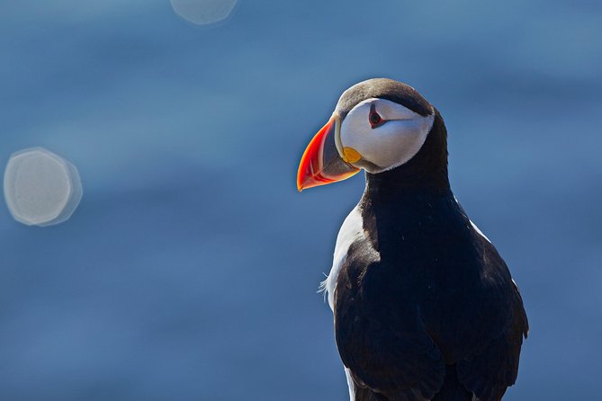 Reykjavik Shore Excursion: Puffin Sightseeing Cruise - When to book for the best bird activity