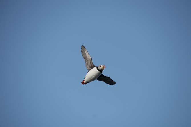 Reykjavik Shore Excursion: Puffin Sightseeing Cruise - How much value do you get for $63.51?