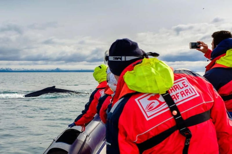 Reykjavik: Whale and Puffin Watching RIB Boat Tour - Why this Reykjavik RIB trip feels different