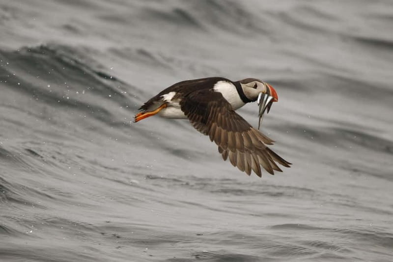 Reykjavik: Whale and Puffin Watching RIB Boat Tour - Should you book the Reykjavik RIB tour?