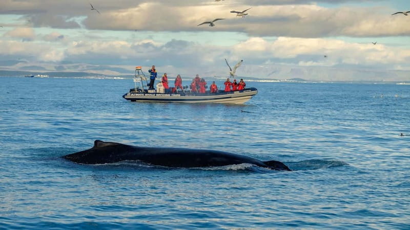 Reykjavik: Whale and Puffin Watching RIB Boat Tour - Starting at Reykjavik’s Old Harbour