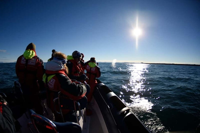 Reykjavik: Whale and Puffin Watching RIB Boat Tour - The guide makes the difference
