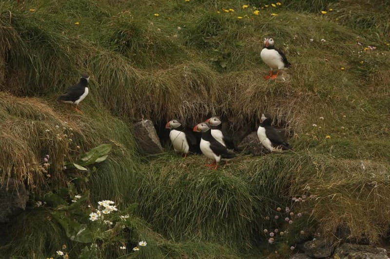 Reykjavik: Whale and Puffin Watching RIB Boat Tour - Is $200 a fair price?