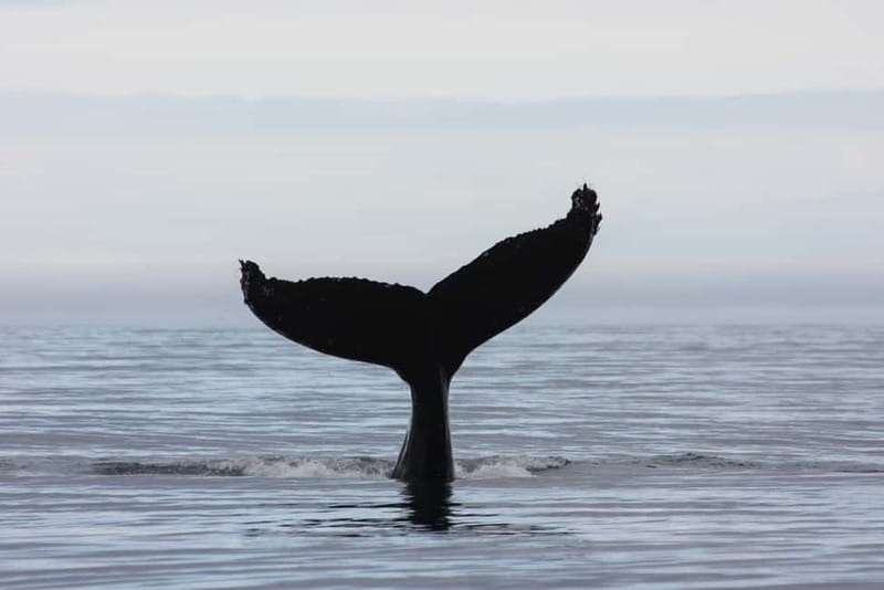 Reykjavik: Whale and Puffin Watching RIB Boat Tour - Who should choose this boat?