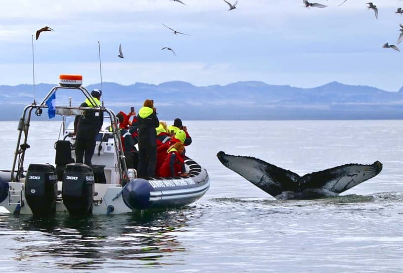 Reykjavik: Whale and Puffin Watching RIB Boat Tour - Puffin islands first, when the season is right
