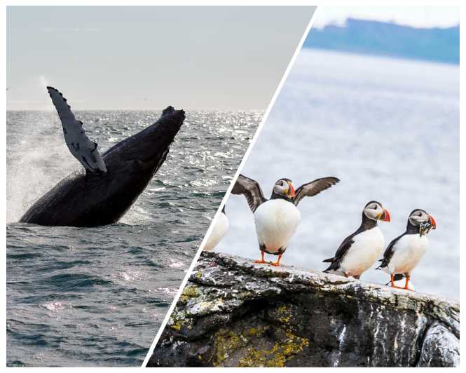 Reykjavik: Whale Watching and Puffin Excursion - Key points to know before booking