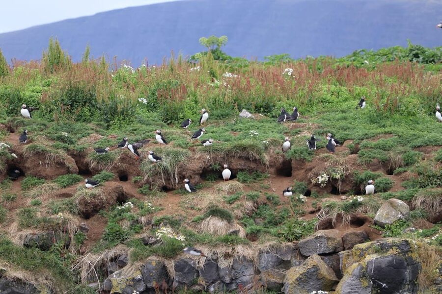 Reykjavik: Whale Watching and Puffin Excursion - Two wildlife trips from Reykjavik’s Old Harbour