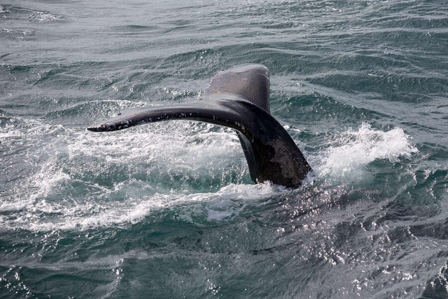 Reykjavik: Whale Watching and Puffin Excursion - The smaller boat and Reykjavik’s puffin islands