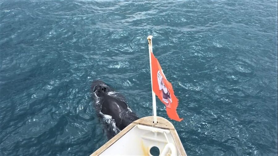 Reykjavik: Whale Watching and Puffin Excursion - What the guides add to the outing