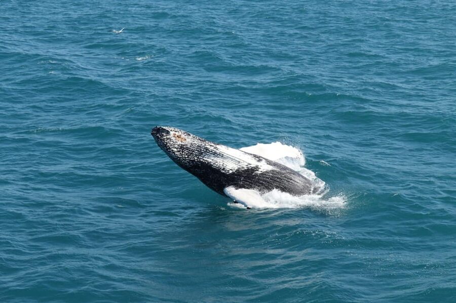 Reykjavik: Whale Watching and Puffin Excursion - Is $153 a fair price?