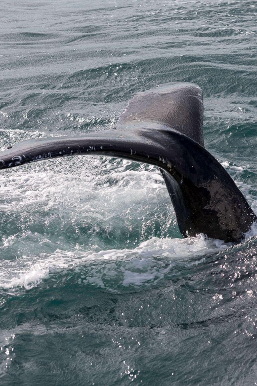 Reykjavik: Whale Watching and Puffin Excursion - Booking details that affect your day