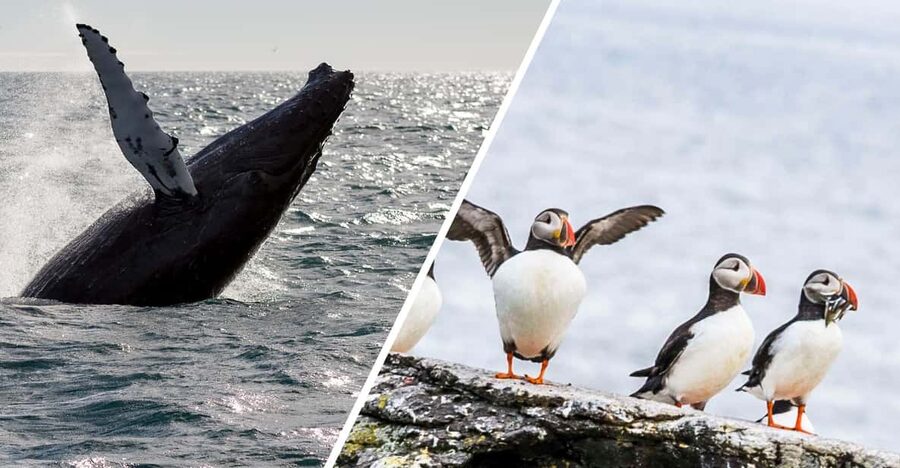 Reykjavik: Whale Watching and Puffin Excursion - Setting out for humpback and minke whales