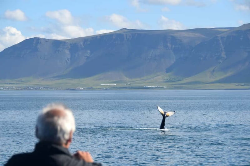 Reykjavik: Whales and Puffins Express Cruise Combo Tour - FAQ