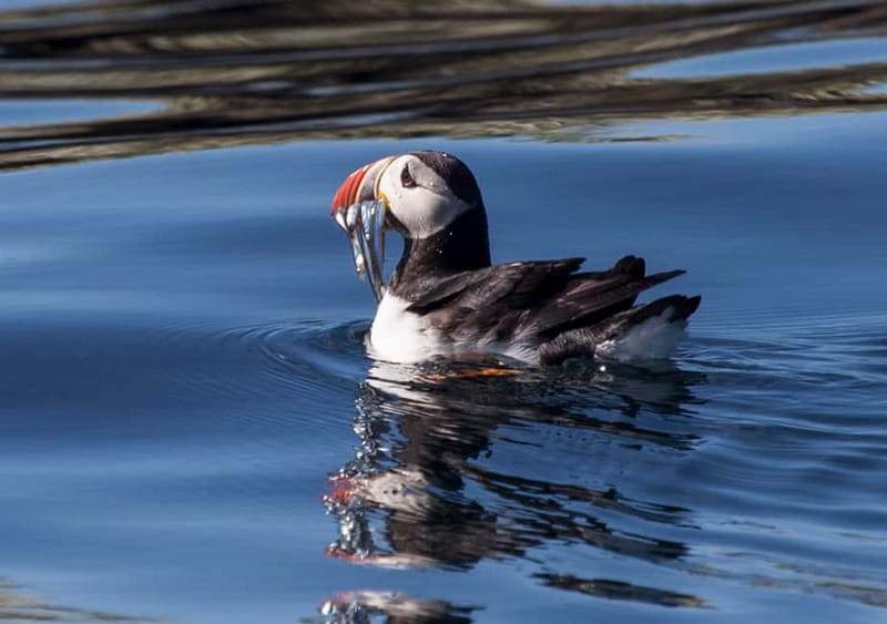 Reykjavik: Whales and Puffins Express Cruise Combo Tour - Whale watching in Faxaflói Bay