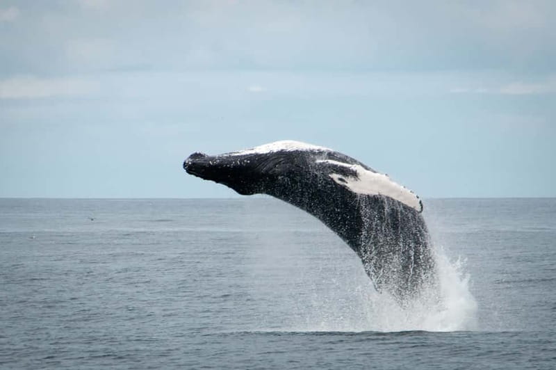 Reykjavik: Whales and Puffins Express Cruise Combo Tour - Picking the right departure time