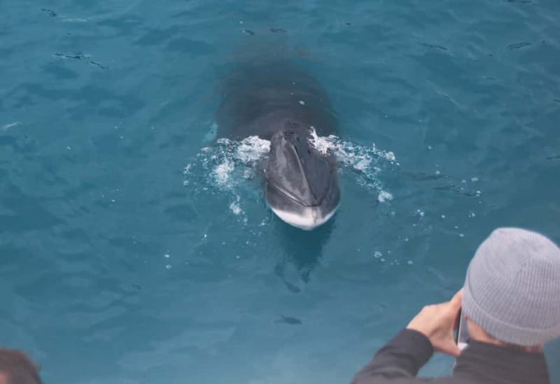 Reykjavik: Whales and Puffins Express Cruise Combo Tour - Weather, seas, and the whale guarantee