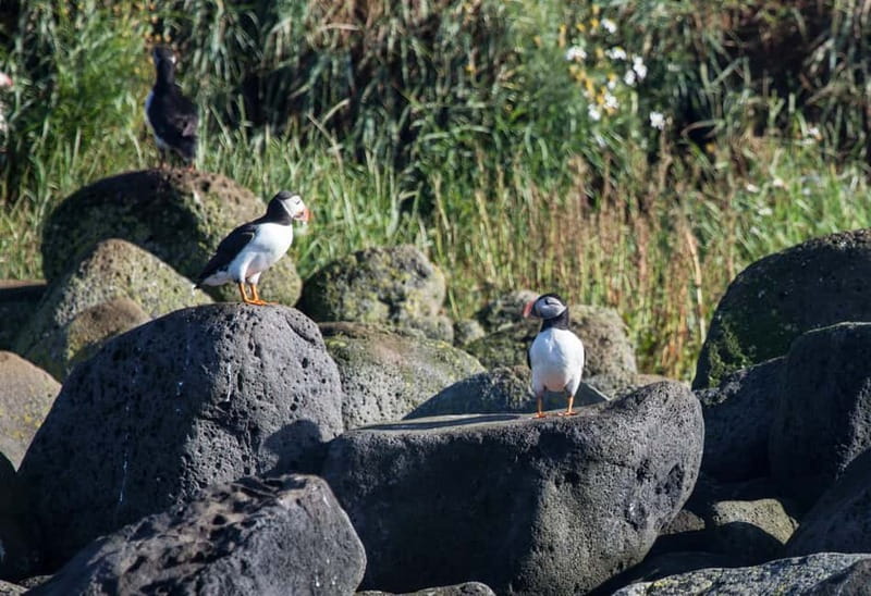 Reykjavik: Whales and Puffins Express Cruise Combo Tour - Who will get the most from this cruise combo