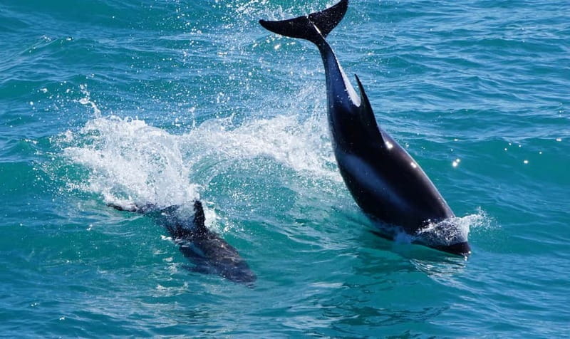 Reykjavik: Whales and Puffins Express Cruise Combo Tour - Should you book the Whales and Puffins Express?