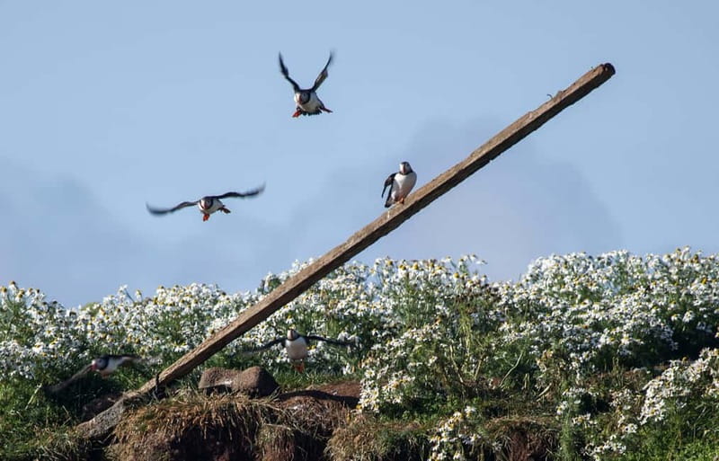 Reykjavik: Whales and Puffins Express Cruise Combo Tour - Old Skúli and the puffin islands