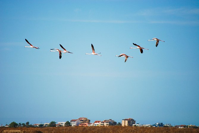 Ria Formosa Natural Park Birdwatching Segway Tour from Faro - Ludo is the birdwatching focus