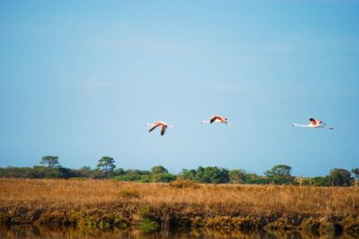 Ria Formosa Natural Park Birdwatching Segway Tour from Faro