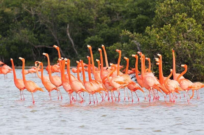 Rio Lagartos and Las Coloradas: EcoSafari Flamingo classic - Quick take: what makes this boat trip useful