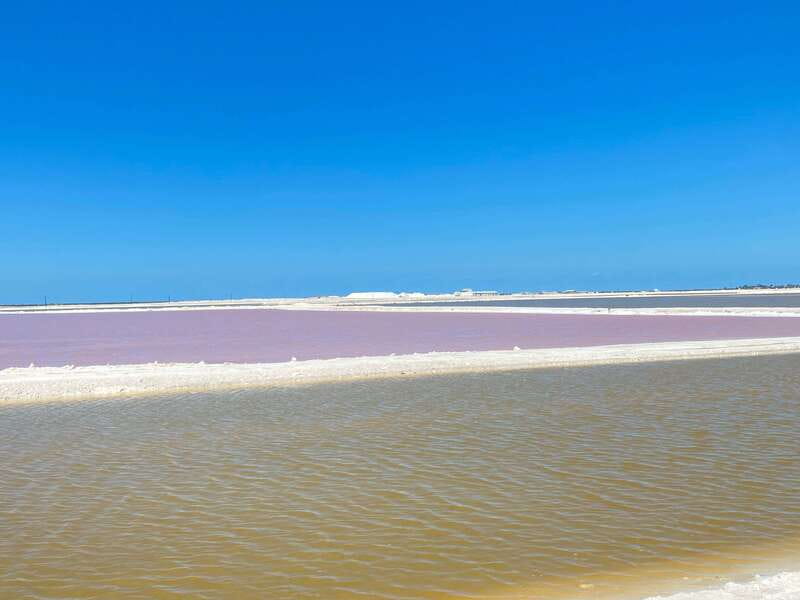Rio Lagartos and Las Coloradas: EcoSafari Flamingo classic - Crocodiles in the wild