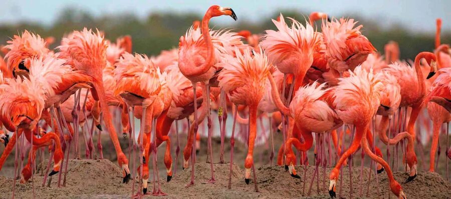 Rio Lagartos and Las Coloradas: Safari Flamingo Luxury - Mangrove channels and the first wildlife stops