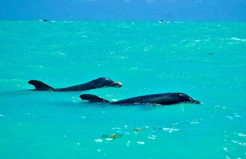 Rio Lagartos and Las Coloradas: Safari Flamingo Luxury - Crocodiles in their natural setting