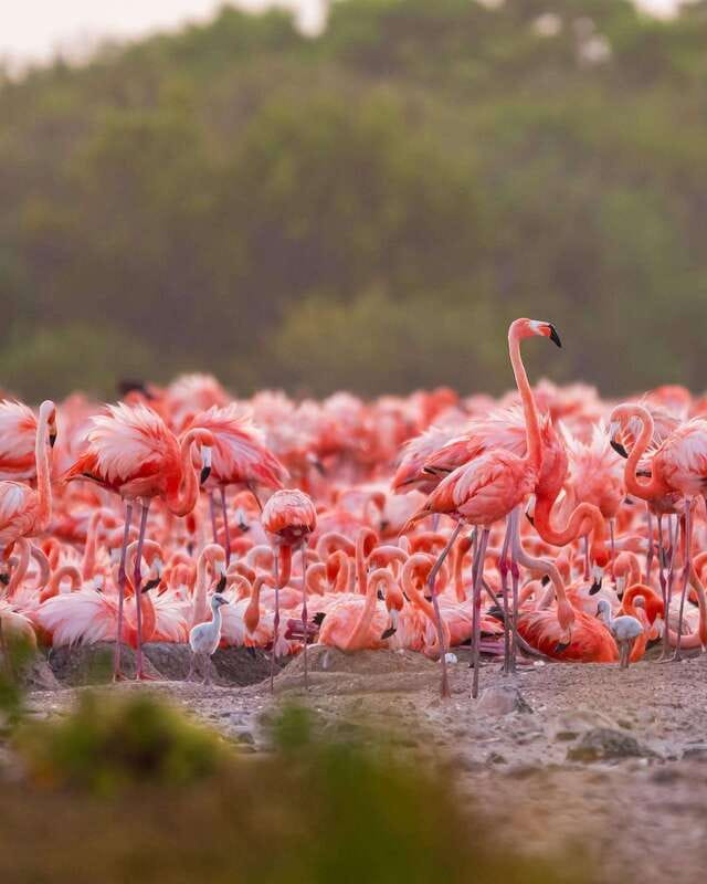 Rio Lagartos and Las Coloradas: Safari Flamingo Luxury - Las Coloradas and the pink lagoons