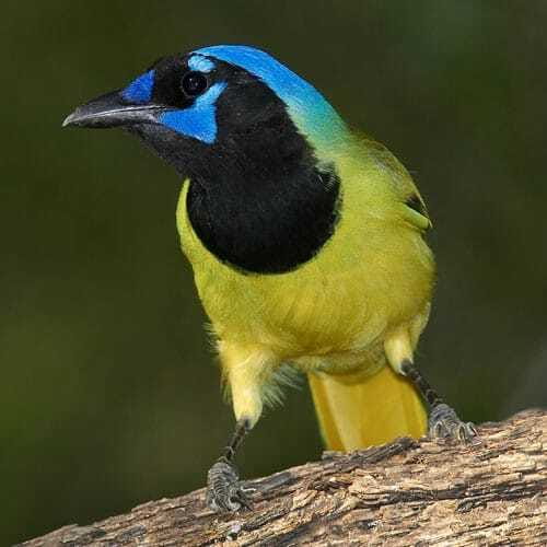 Riviera Maya: Puerto Morelos 4-Hour Bird Watching Tour - Key points at a glance