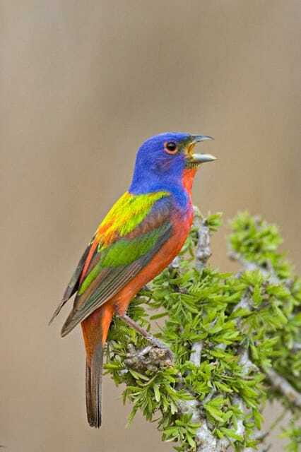 Riviera Maya: Puerto Morelos 4-Hour Bird Watching Tour - Why Puerto Morelos works so well for bird watching