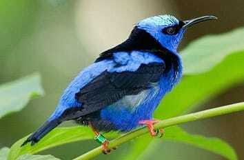 Riviera Maya: Puerto Morelos 4-Hour Bird Watching Tour - Four hours in the Puerto Morelos jungle