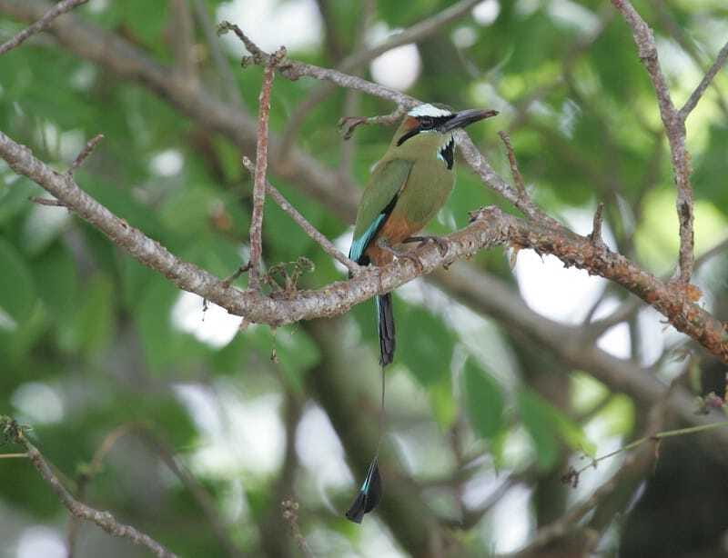Riviera Maya: Puerto Morelos 4-Hour Bird Watching Tour - The breakfast and fruit break