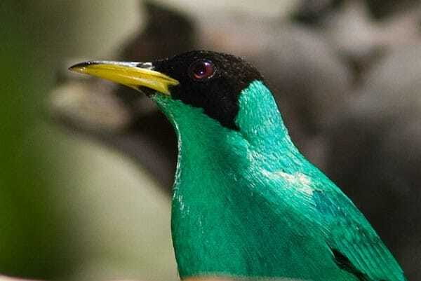 Riviera Maya: Puerto Morelos 4-Hour Bird Watching Tour - What the private format adds
