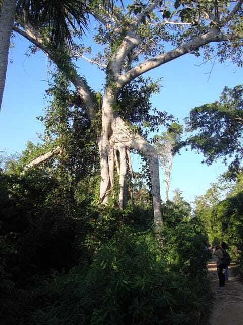 Riviera Maya: Puerto Morelos 4-Hour Bird Watching Tour - Timing, cost, and who should book